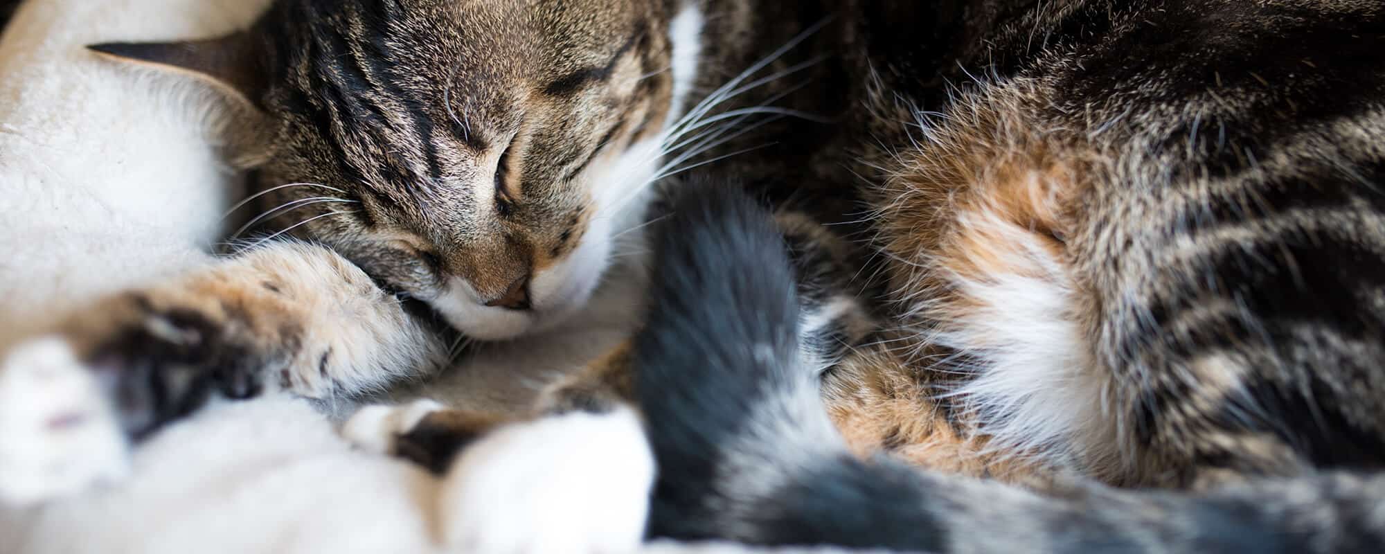 Human Pet Connection