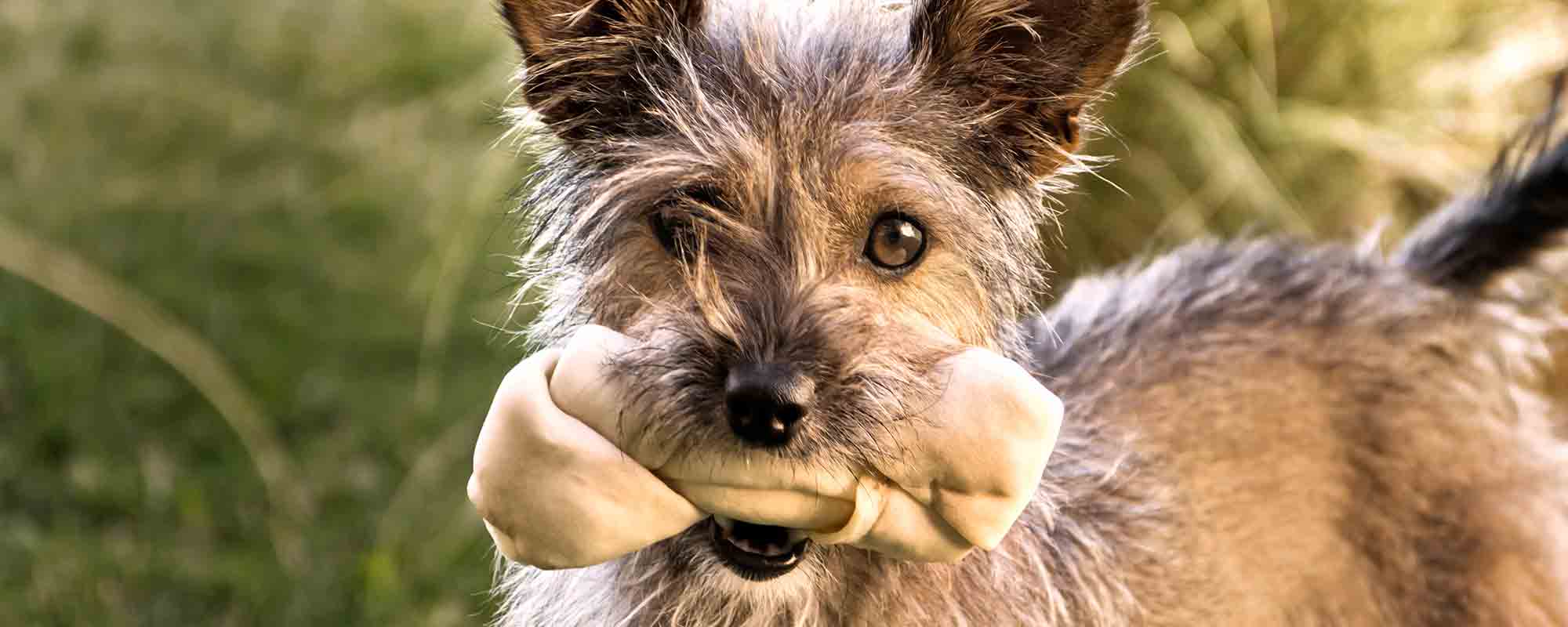 Human Pet Connection