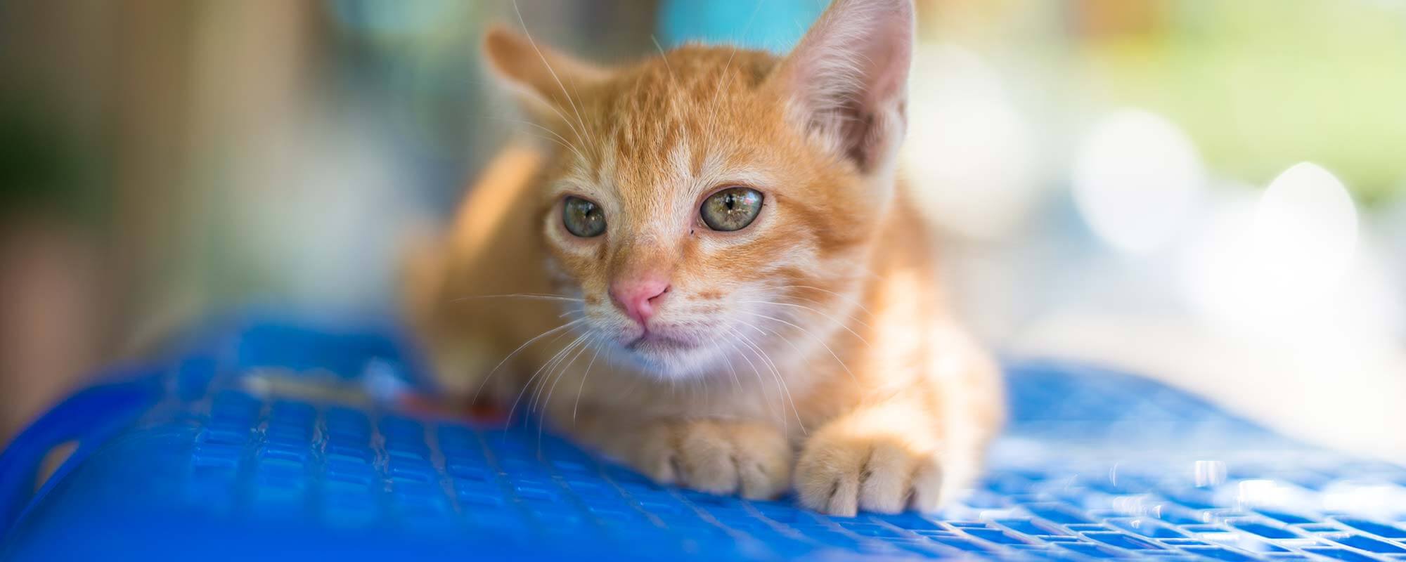 Human Pet Connection