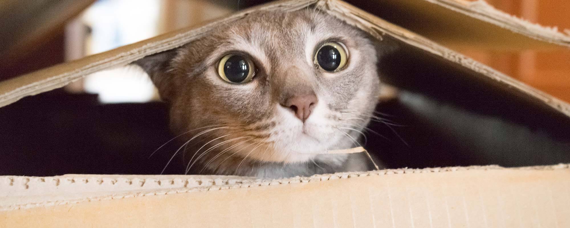 Human Pet Connection