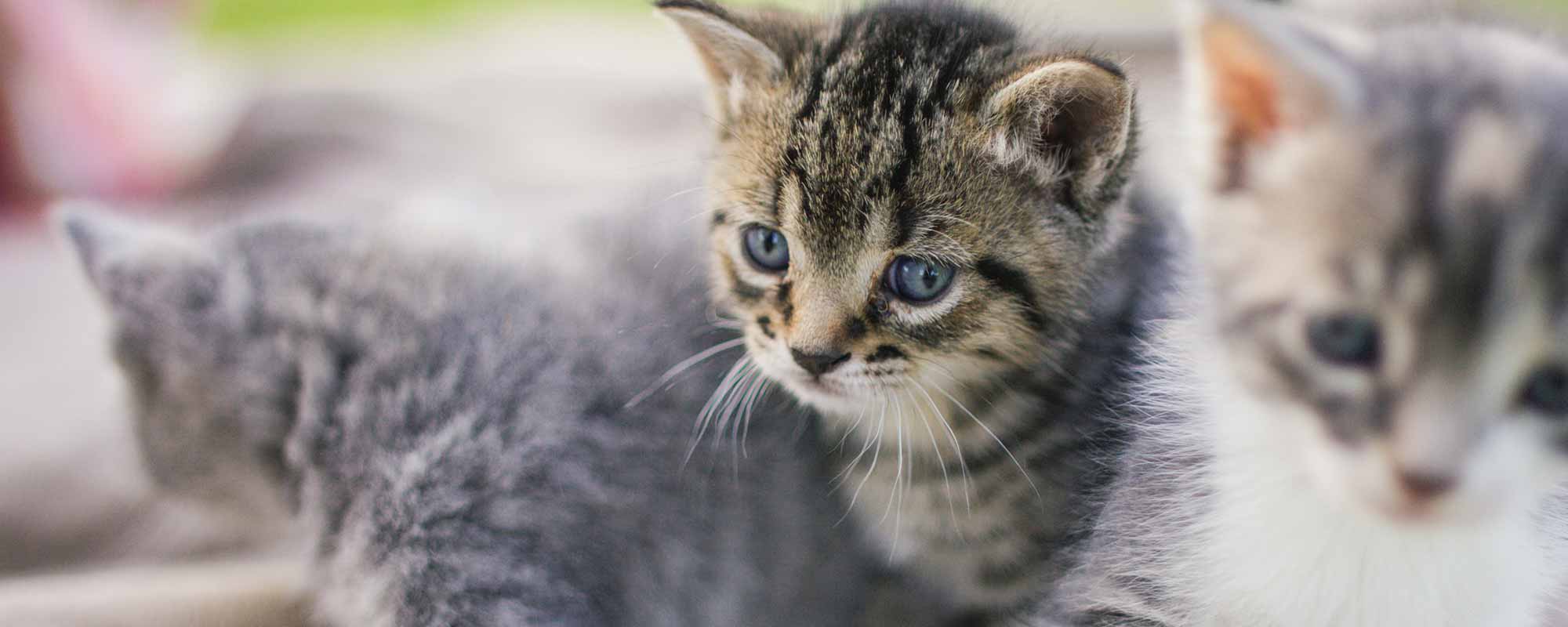 Human Pet Connection