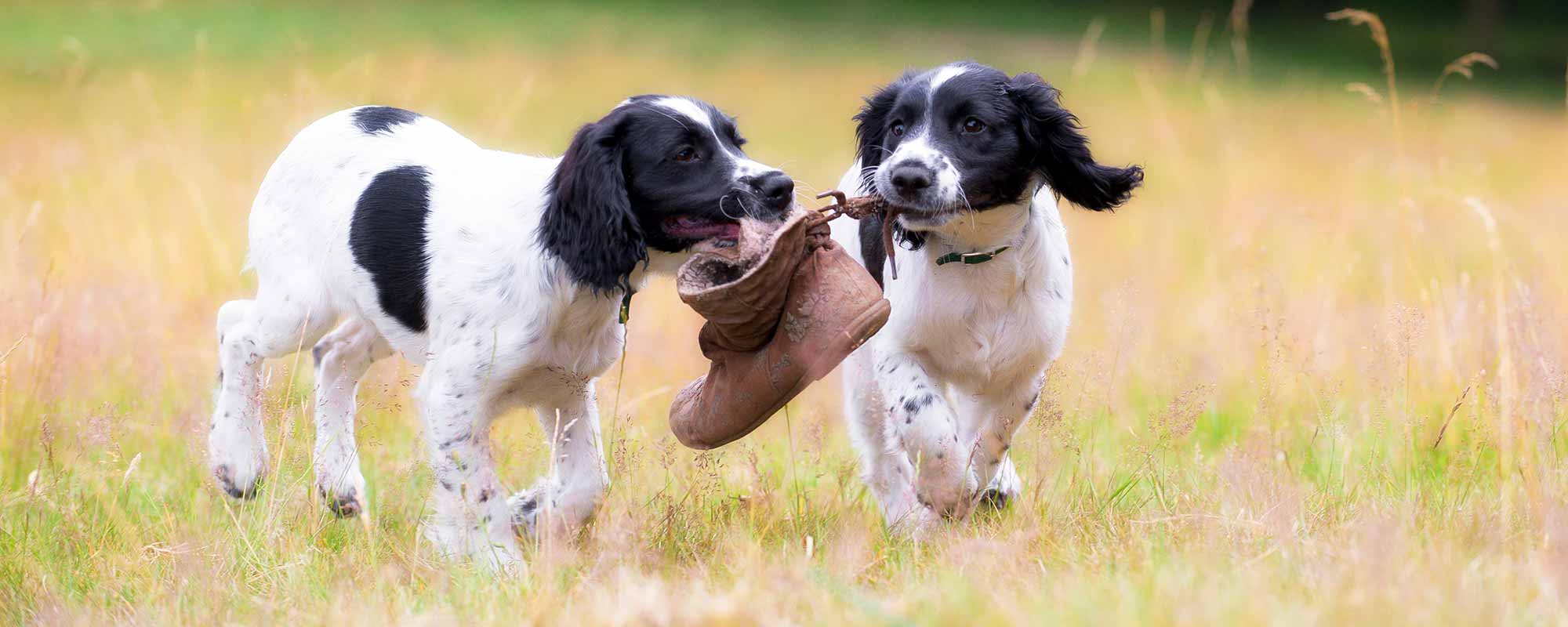 Human Pet Connection