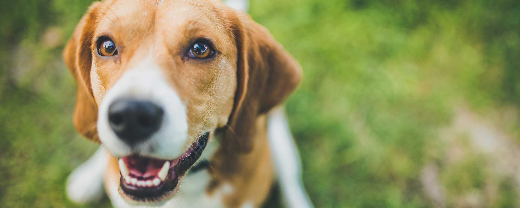 Human Pet Connection