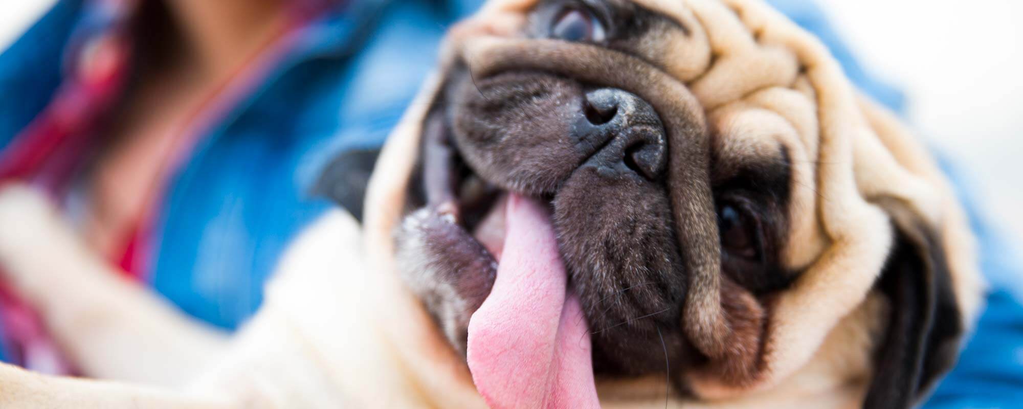 Human Pet Connection