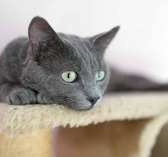 OVRS hospitalized dog